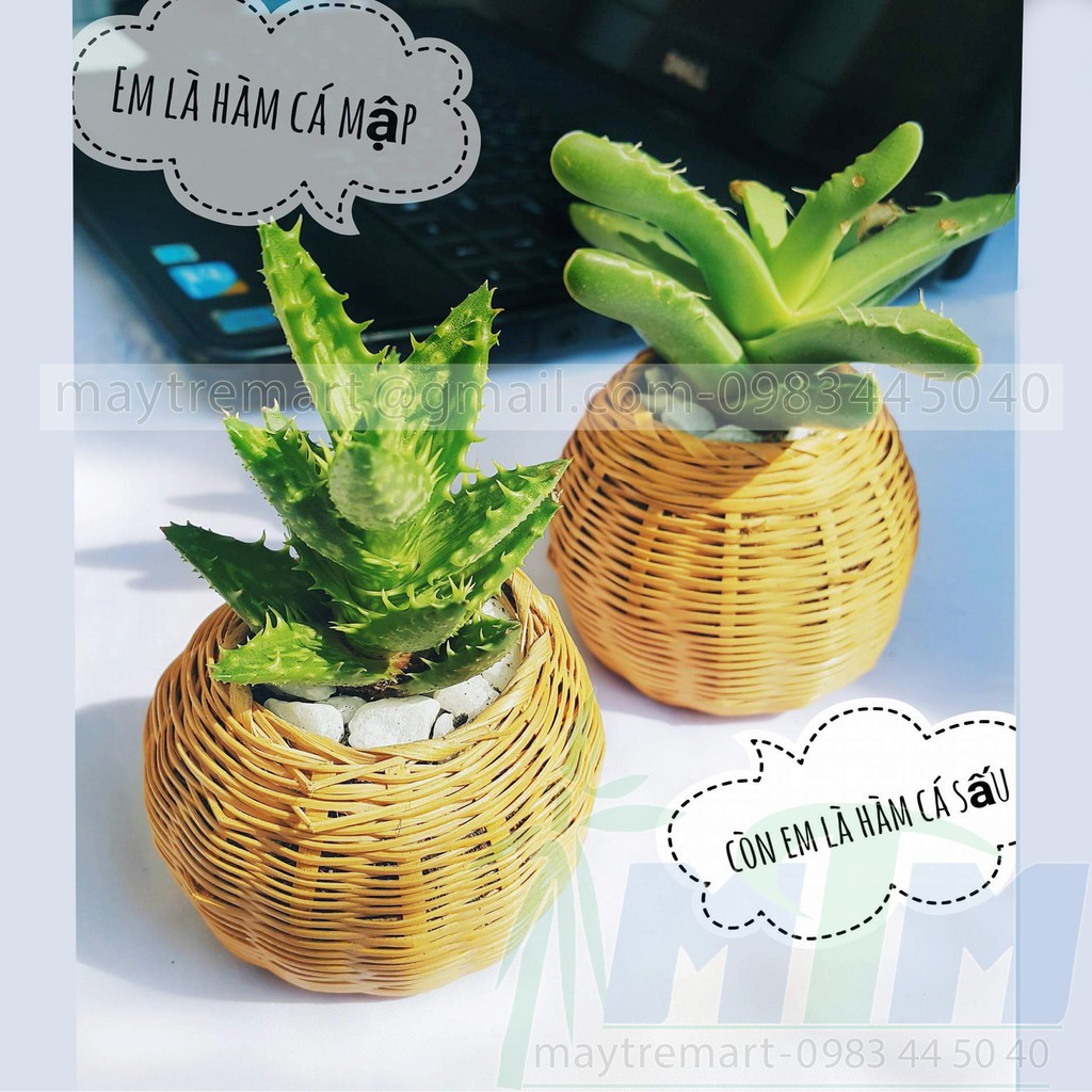 Giỏ tre cắm hoa hũ thóc nhí