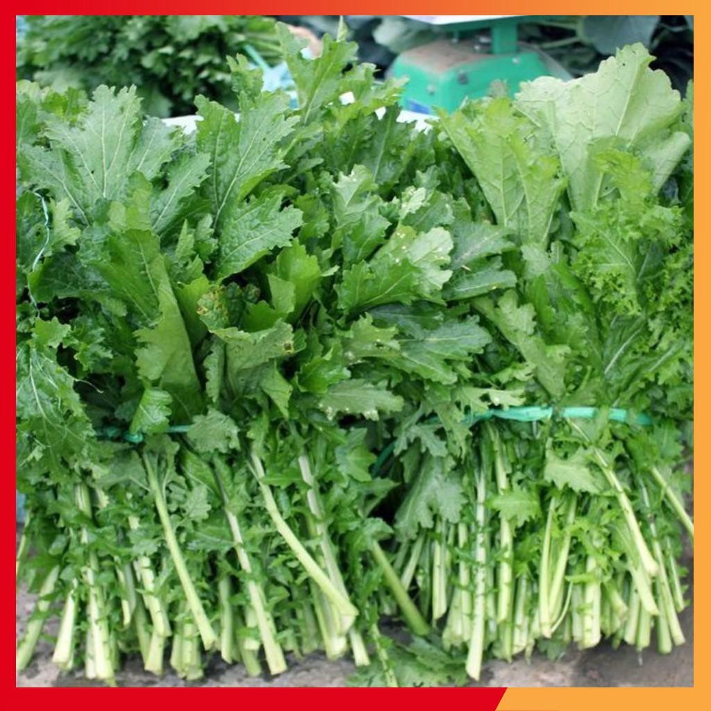 Hạt giống rau cải mèo 20gr/gói