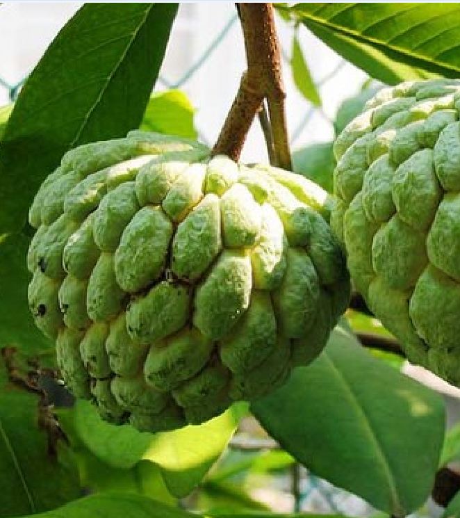 "Gói 10 "Hạt giống na dai lạng sơn [Seeds]