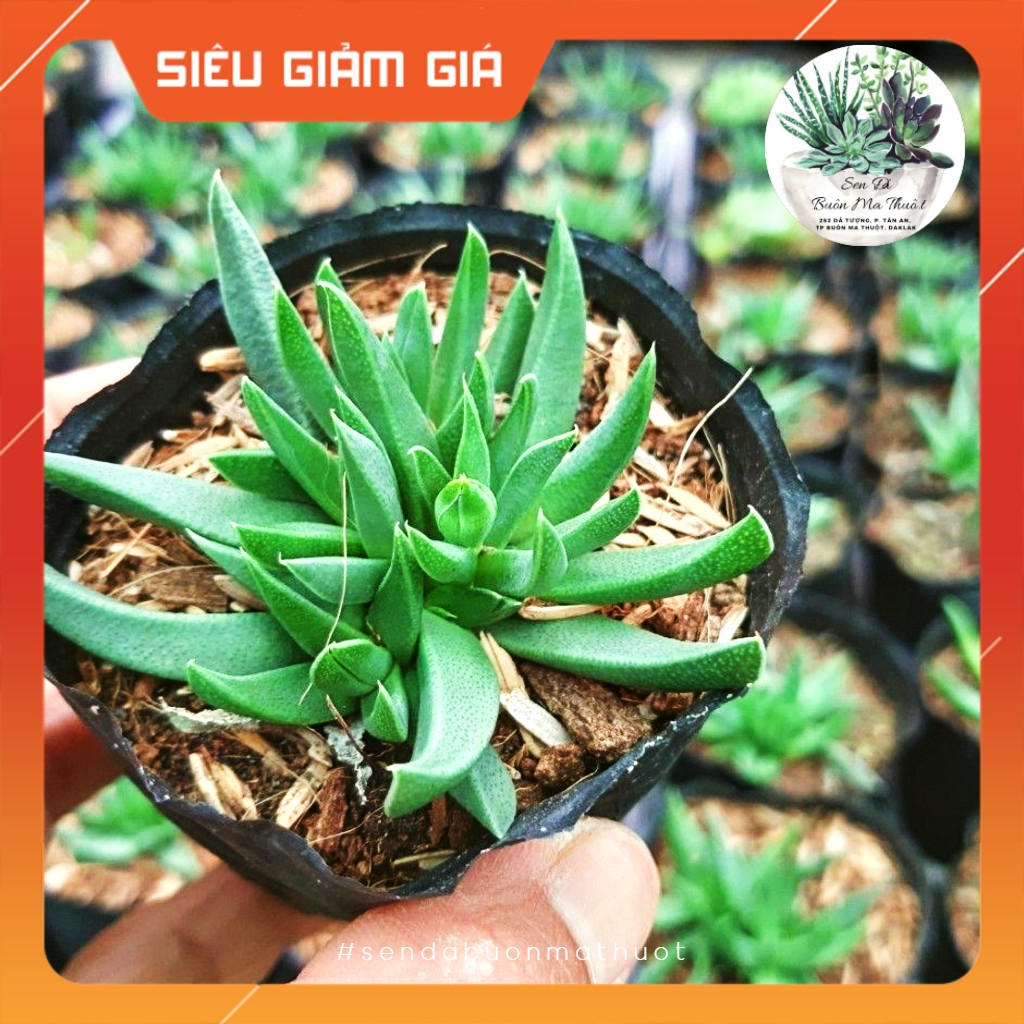 Sen đá cỏ ngọc ❤️[siêu đẹp]❤️ - Sen đá Buôn Ma Thuột - BMT Garden[SIÊU BỀN]