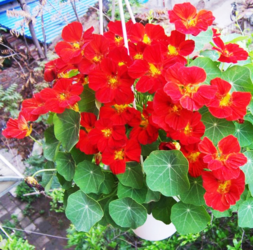 Hạt giống hoa Sen cạn