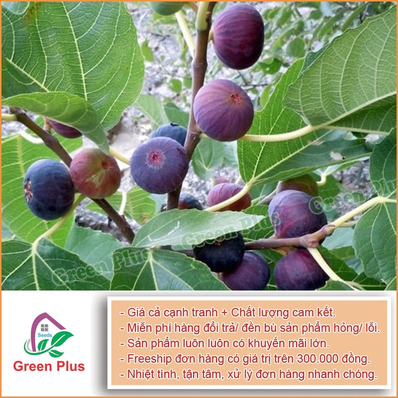 Hạt giống Sung Mỹ ( Sung đường ) F1 - Gói 3 hạt, được cung cấp bởi Green Plus, xuất xứ Nga đóng gói tại VN, chịu nhiệt 15 – 40 độ