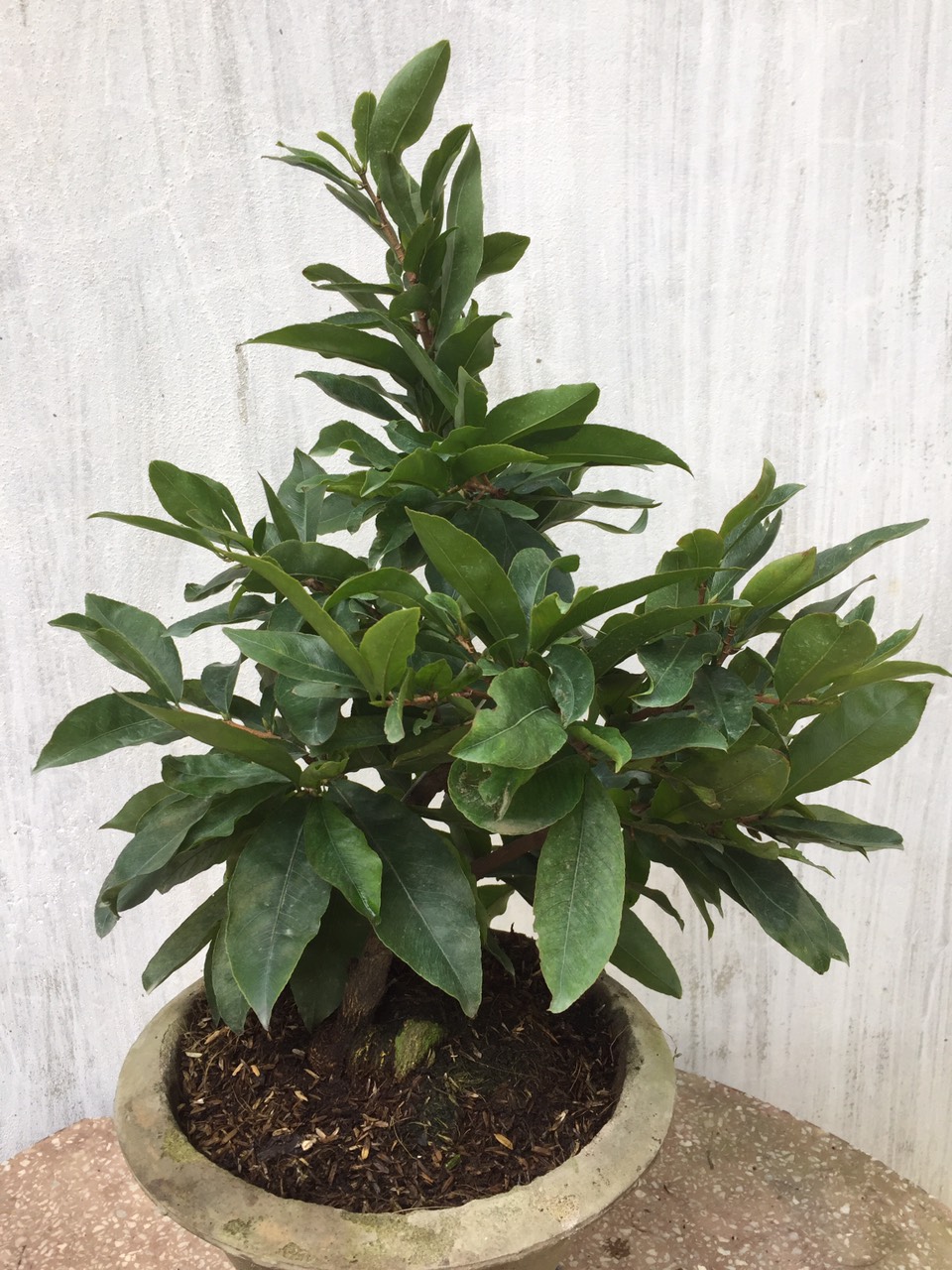 Cây Mai Giảo Thủ Đức cây 3 mùa chơi Tết 2022