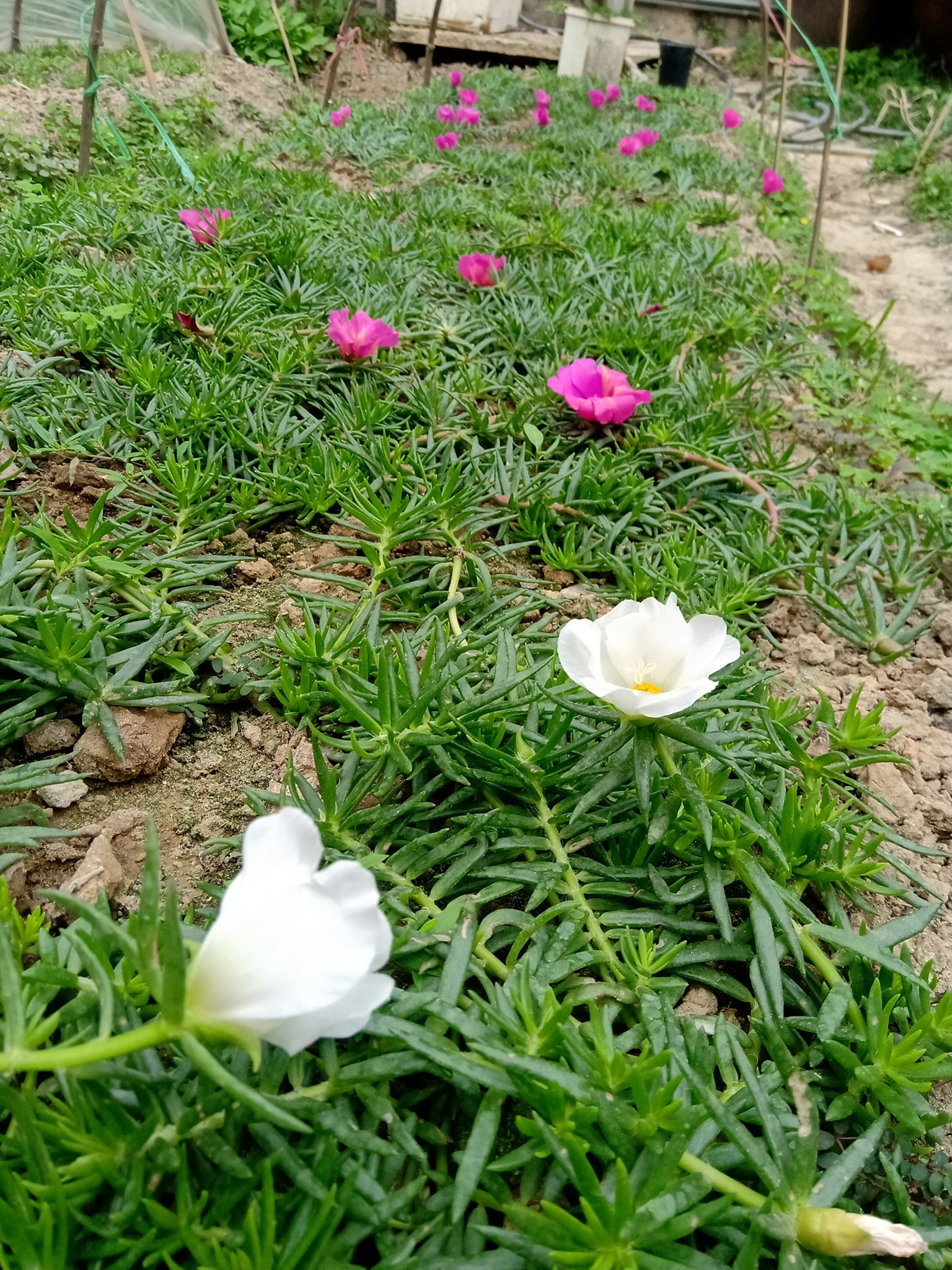 100 Hạt giống hoa 10h mỹ đơn