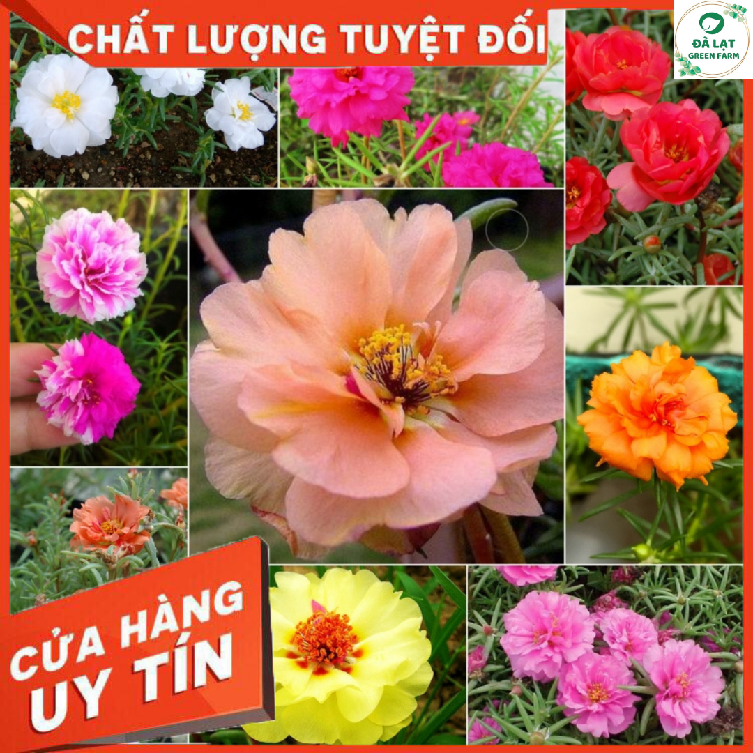 100H_HẠT GIỐNG HOA MƯỜI GIỜ MỸ MIX MÀU (NẢY MẦM SIÊU CHUẨN)