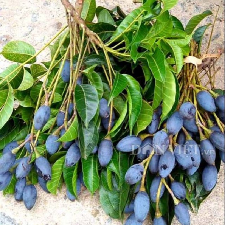 cây giống trám đen nếp siêu quả