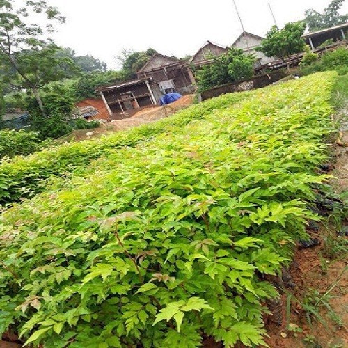 Cây lát hoa giống khỏe đẹp