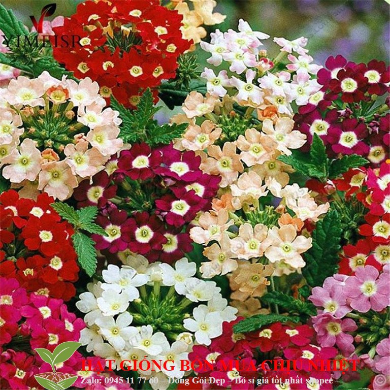 55A Hạt Giống Hoa Vân Anh (Cúc Indo) 50 Hạt Đến Mùa Trồng Tết