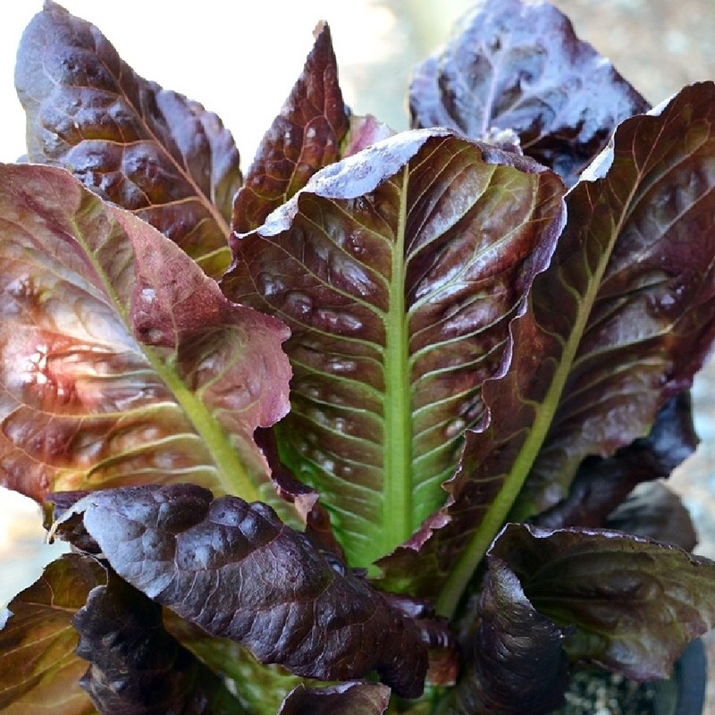 Hạt giống Xà lách Romaine tím