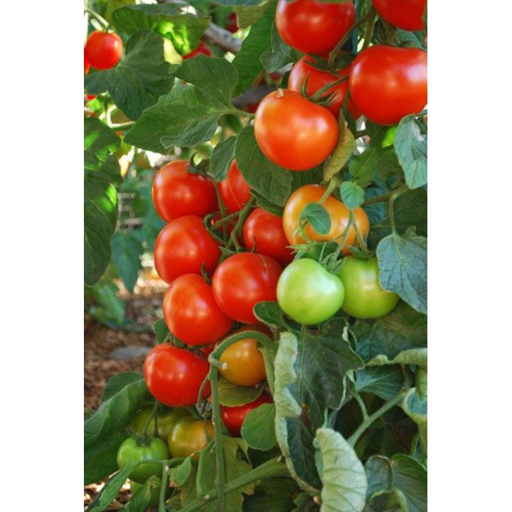 30 Hạt Giống Cà Chua Chuỗi Ngọc