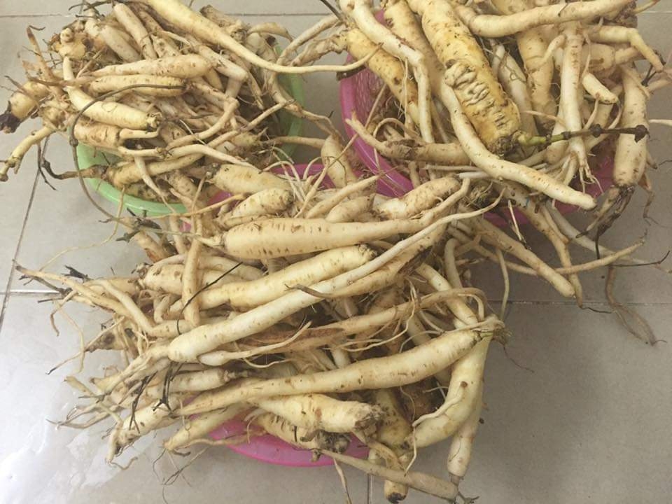 Đẳng Sâm Rừng (1Kg Hàng Chọn)