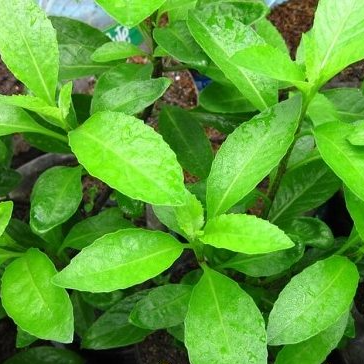 HL- Rau Bớp (Bầu Đất) Giống 05Cây