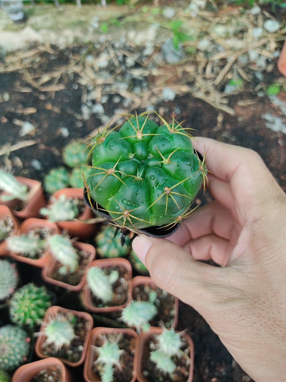 Xương rồng BÁNH BAO size chậu 5 cm