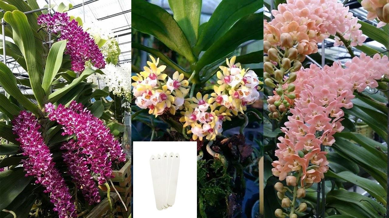 Thẻ ghi tên Lan 100 chiếc