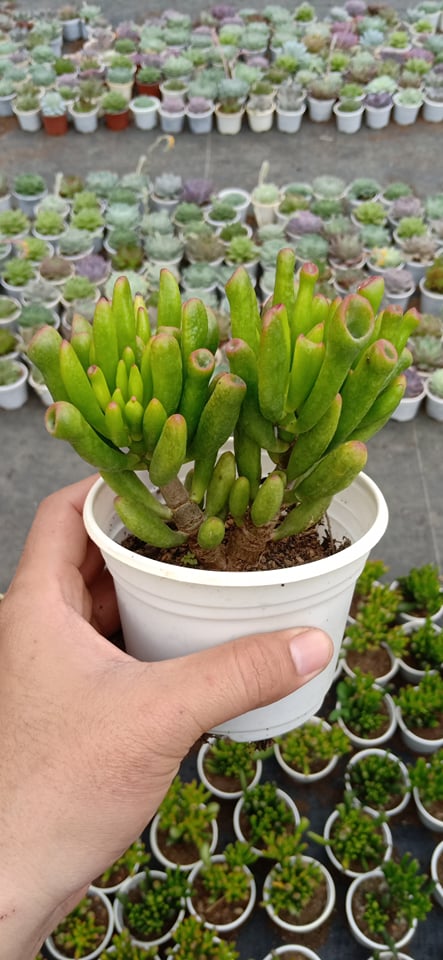 SEN ĐÁ ỐNG ĐIẾU THÂN CỔ THỤ