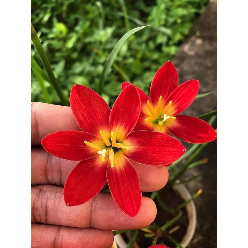 củ hoa huệ mưa đỏ, tóc tiên đỏ