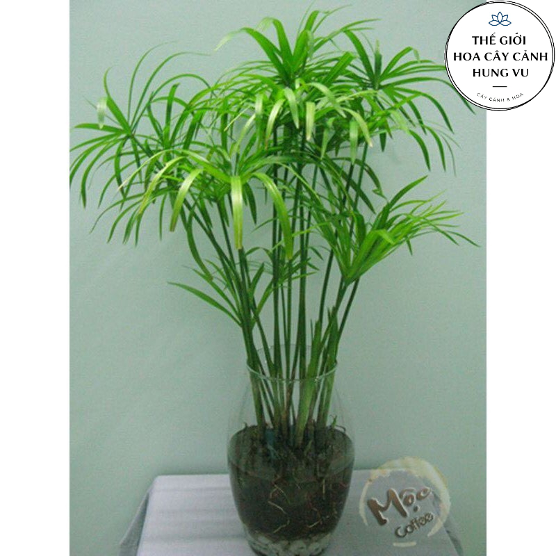 Cây thuỷ trúc thuỷ sinh (Ảnh thật số 2).