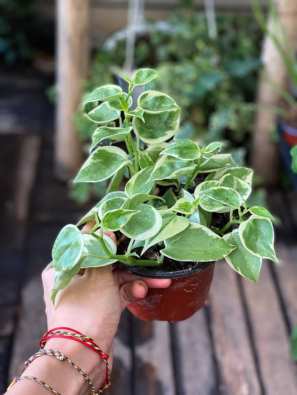 Cây Peperomia scandens Variegata (Cây Cupid) chậu nhựa