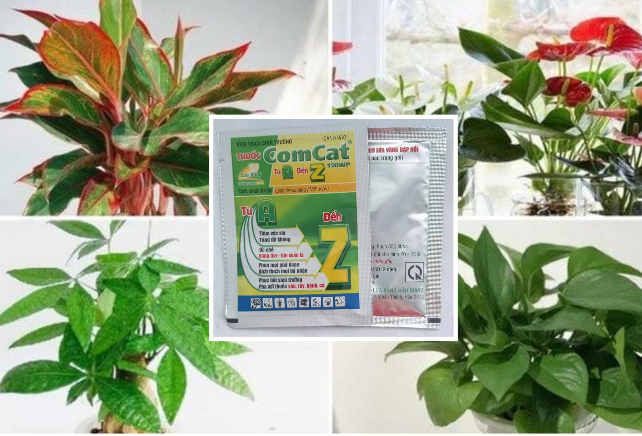 Phân Bón Lá kích thích sinh trưởng Comcat 150WP (gói 7.5g) cao cấp