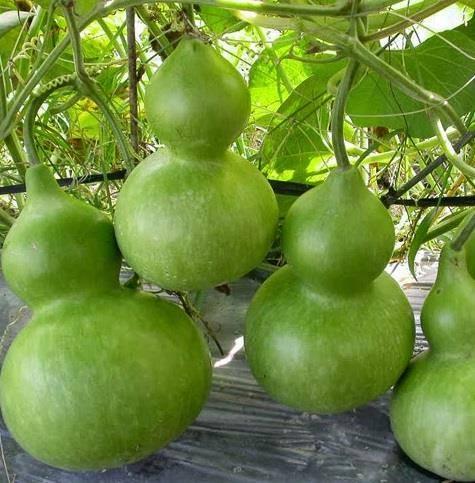 Combo  4 gói hạt giống bầu bí - ( 1 bầu hồ lô - 1 bí xanh dài - 1 bầu sao - 1 bí hạt đậu )