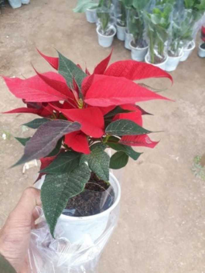 CHẬU Cây hoa trạng nguyên