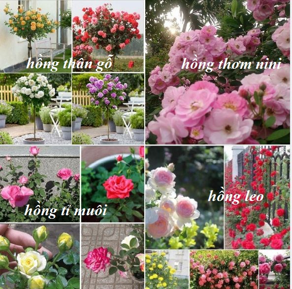 Combo 4 gói hạt giống hoa hồng