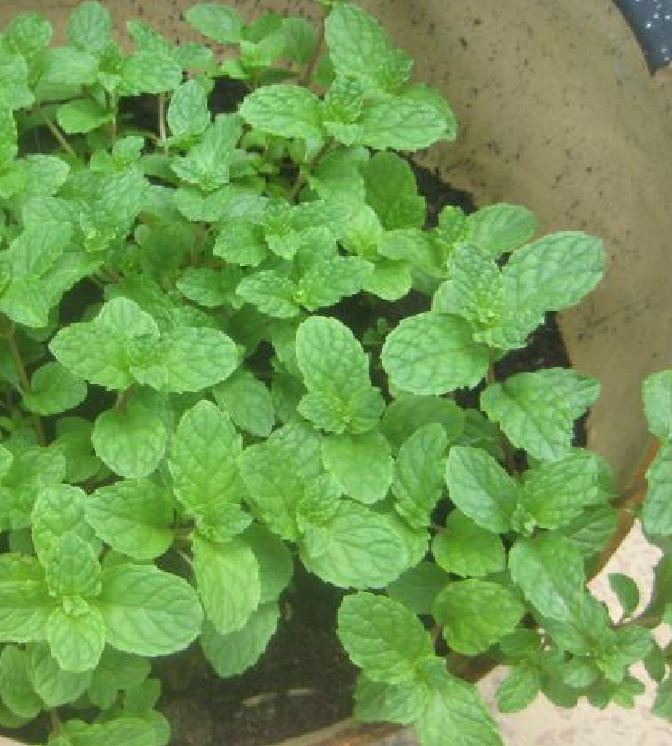 Hạt giống Húng bạc hà (Húng lủi) – 0.1Gram/gói