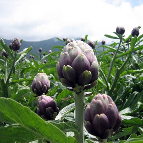 Hạt giống Atiso tím VTS011 | Vạn Tín Store