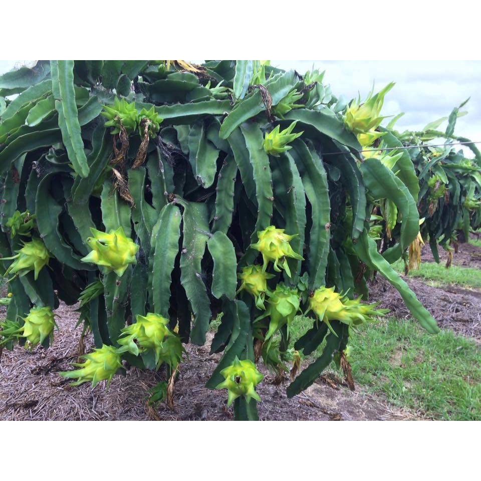 Cây Giống Thăng Long Vỏ Vàng
