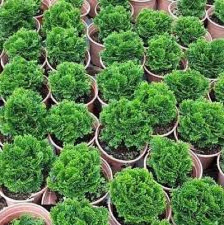 cây tùng bồng lai - cây để bàn