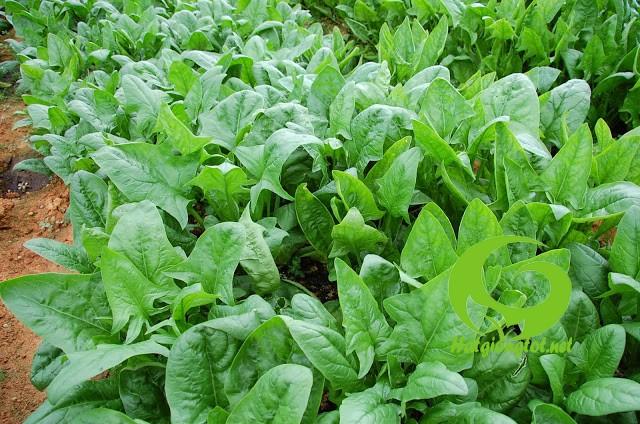 Hạt Giống Rau Chân Vịt (Cải Bó Xôi) - 20gr