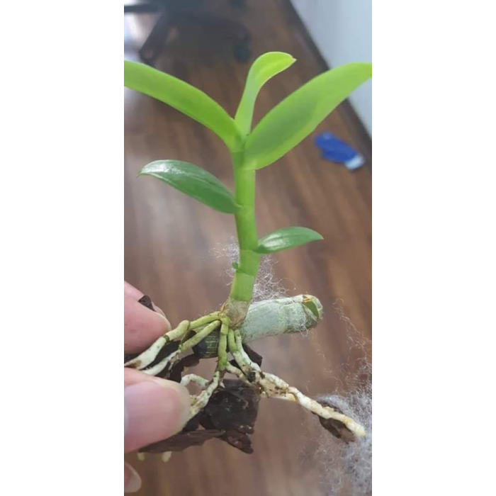 [ SỈ GIÁ RẺ ] 5 kie Phi Điệp 5 cánh trắng Phú Thọ