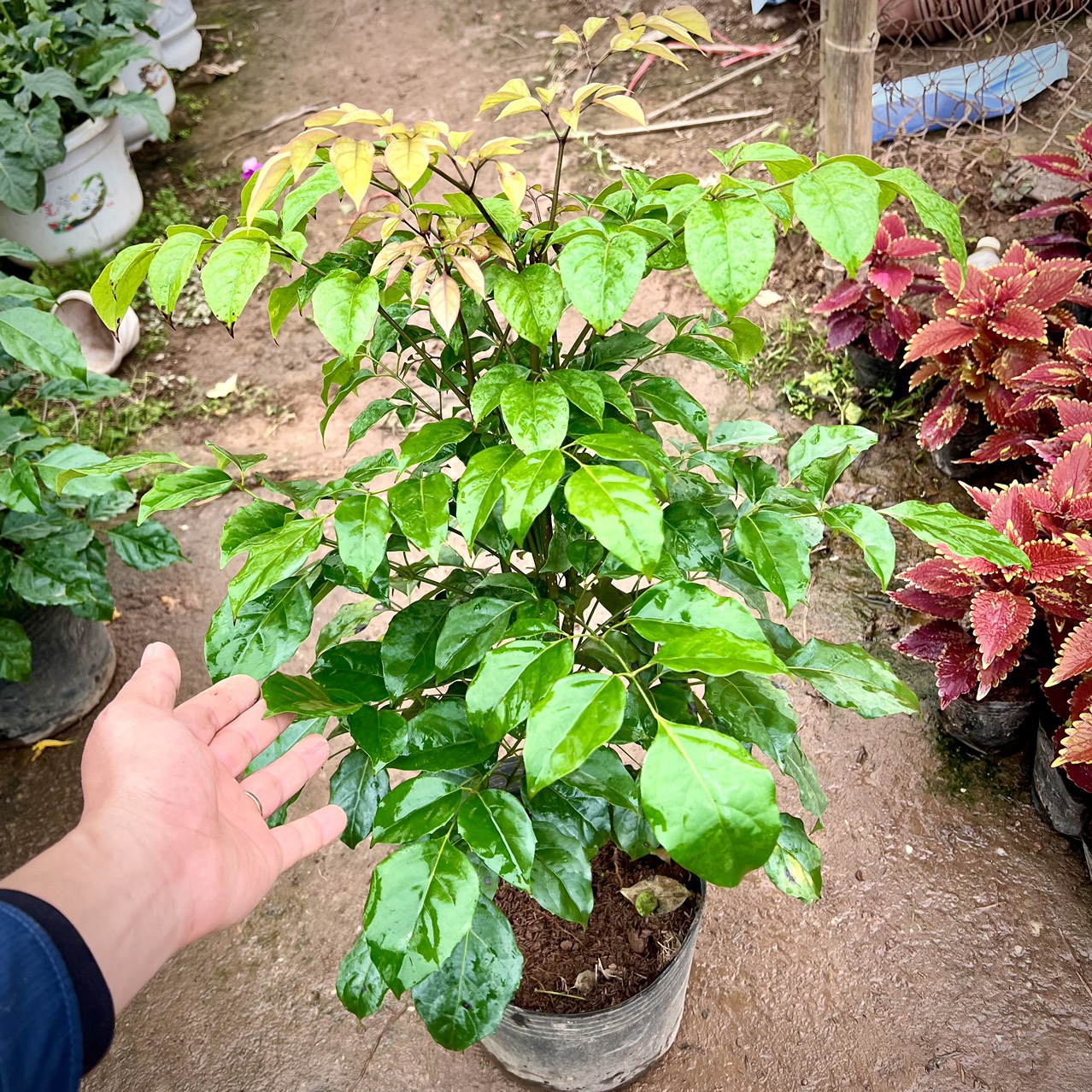 Cây hạnh phúc cao 1m