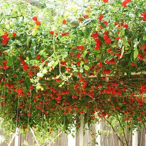 Hạt Giống Cà Chua Leo Giàn F1. Túi 10 Hạt