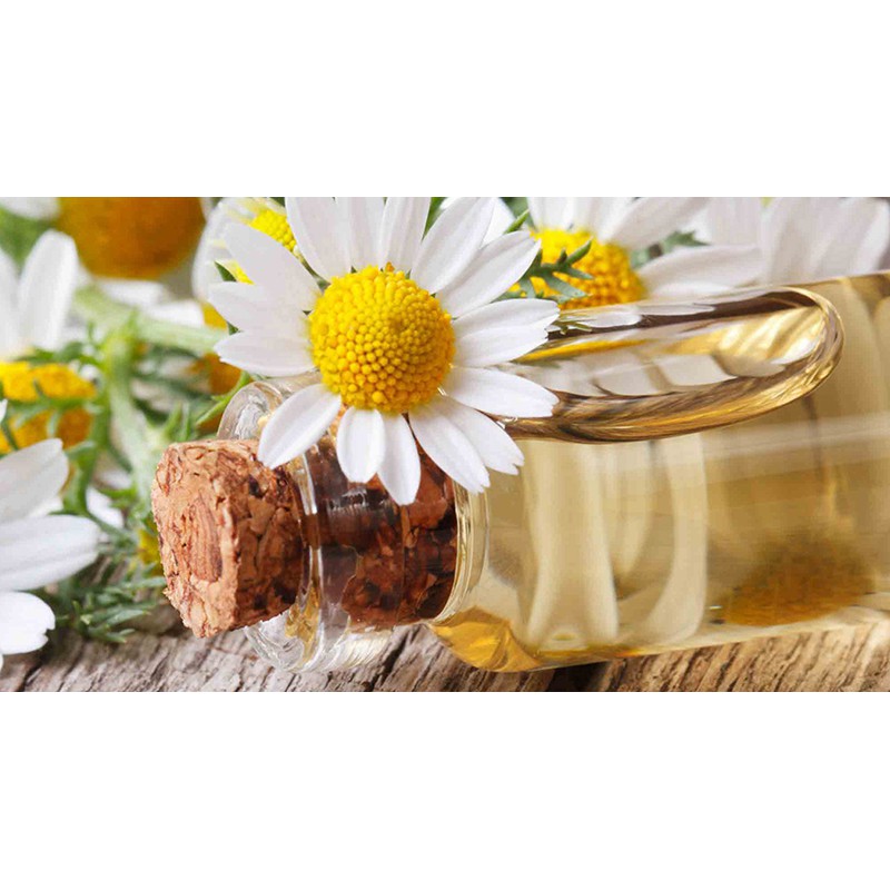 Tinh Dầu Nguyên Chất Hoa Cúc La Mã 10ml
