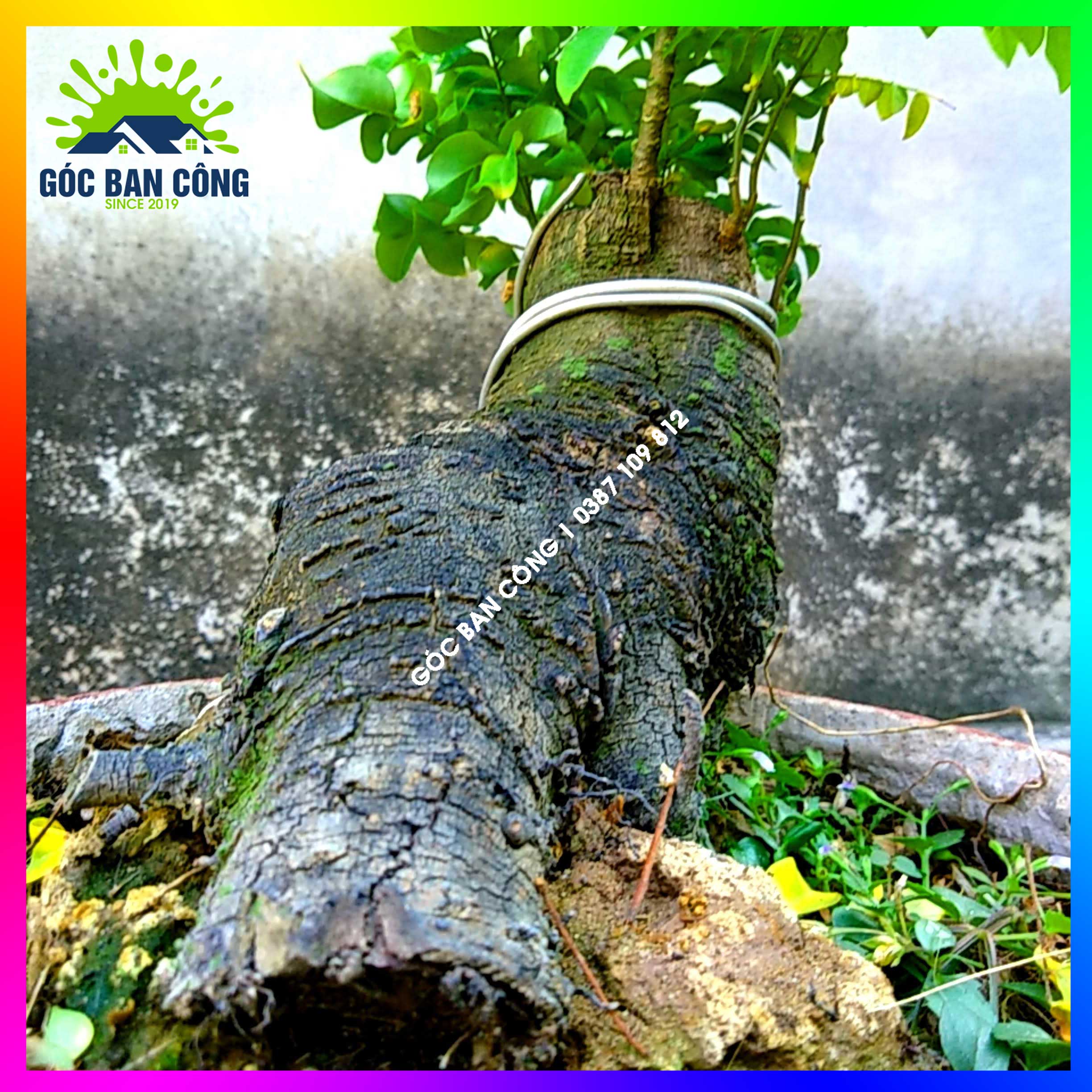 Cây Khế Bonsai Mini Gốc Quái - KBS20