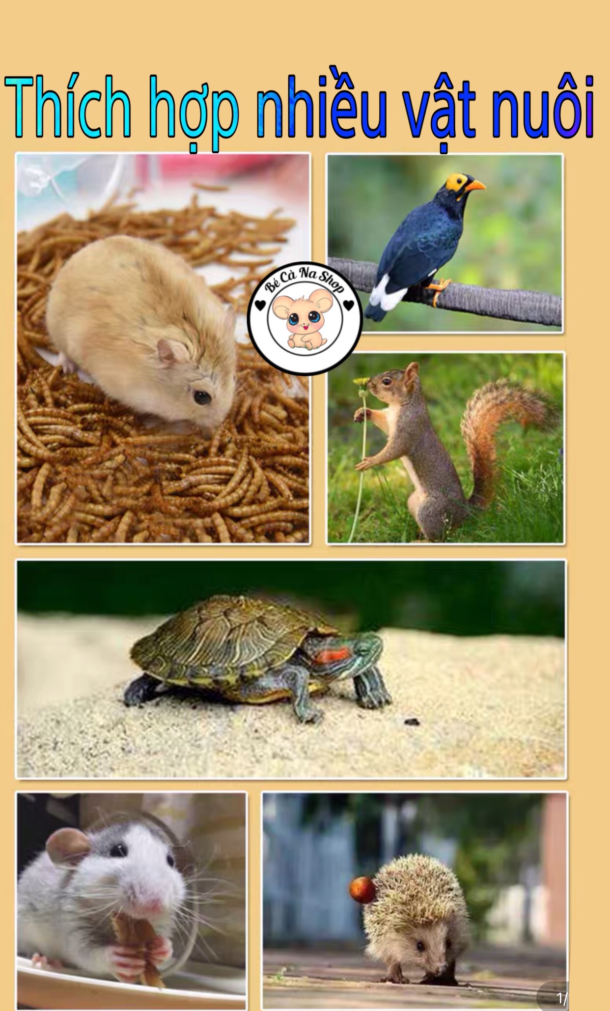 sâu gạo mini rang bơ cho hamster
