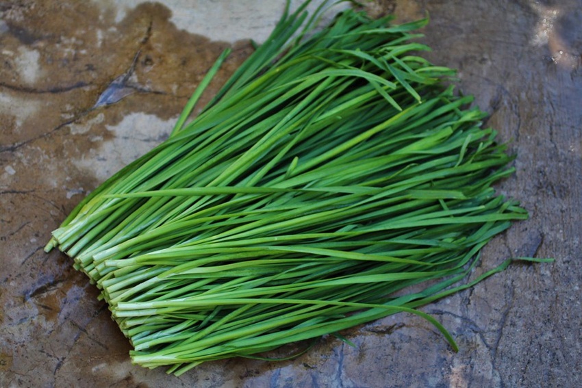 Hạt giống hẹ xanh tặng kích mầm