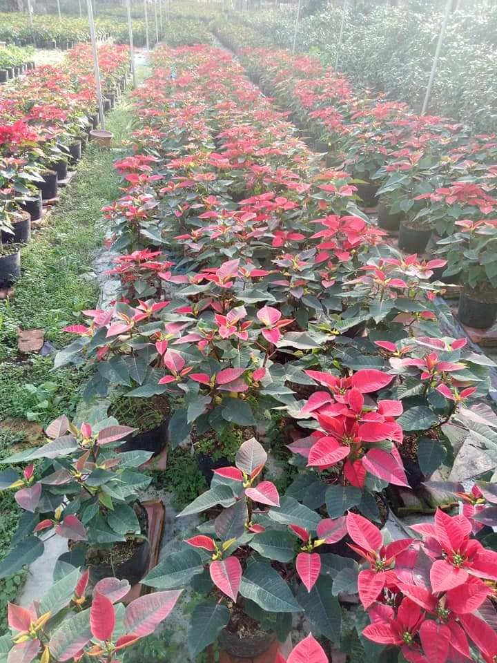 CÂY HOA TRẠNG NGUYÊN