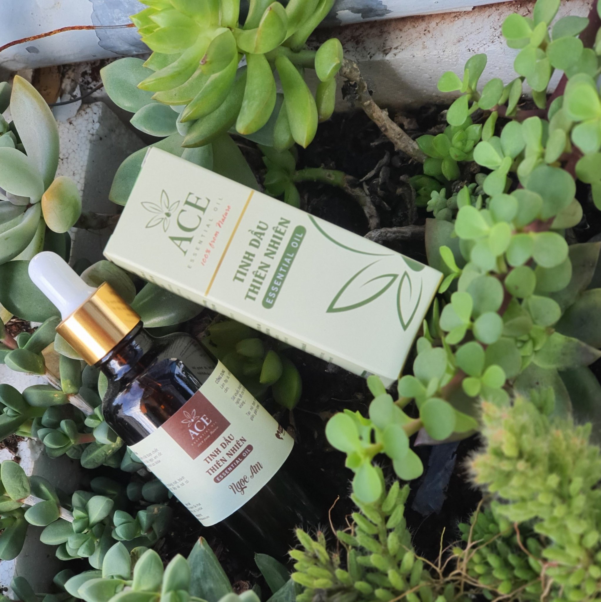 [HCM]TINH DẦU THIÊN NHIÊN ACE GỖ NGỌC AM