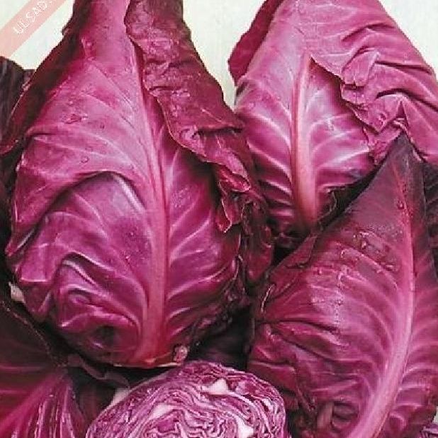 Hạt giống bắp trái tim tím(gói 1 gram)tặng kèm phân bón