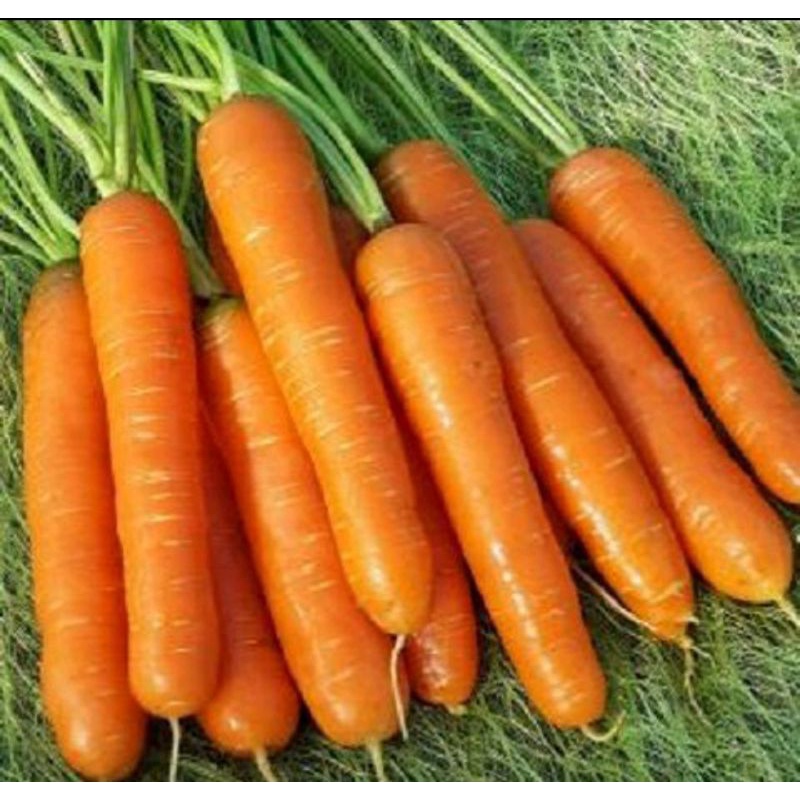 Hạt Giống Cà Rốt Orange Gói 2gr