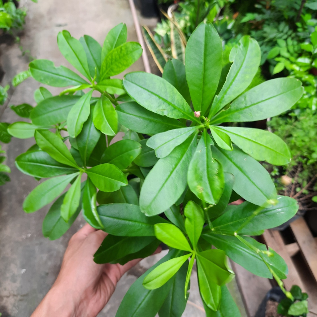 Hạt Giống Sâm Đất ( Thổ Sâm - Gói 20 hạt) - Dễ Trồng,Thảo Dược