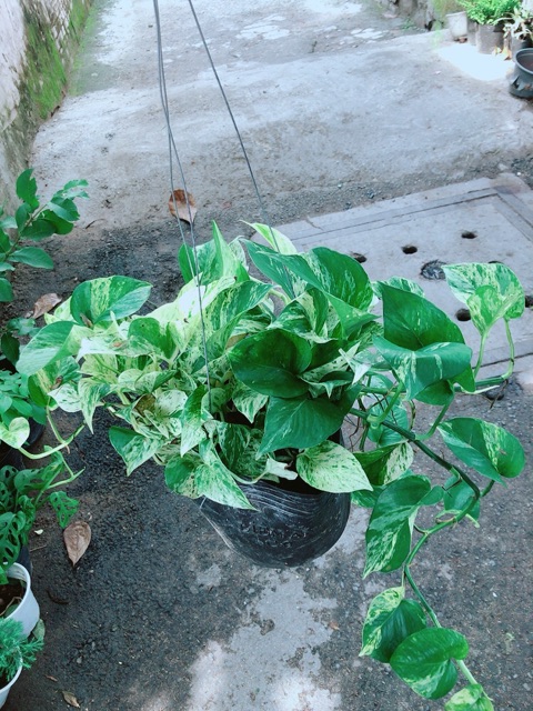 Trầu Bà Sữa