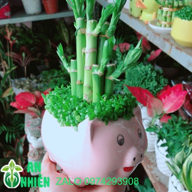Chậu trúc phát tài heo may mắn