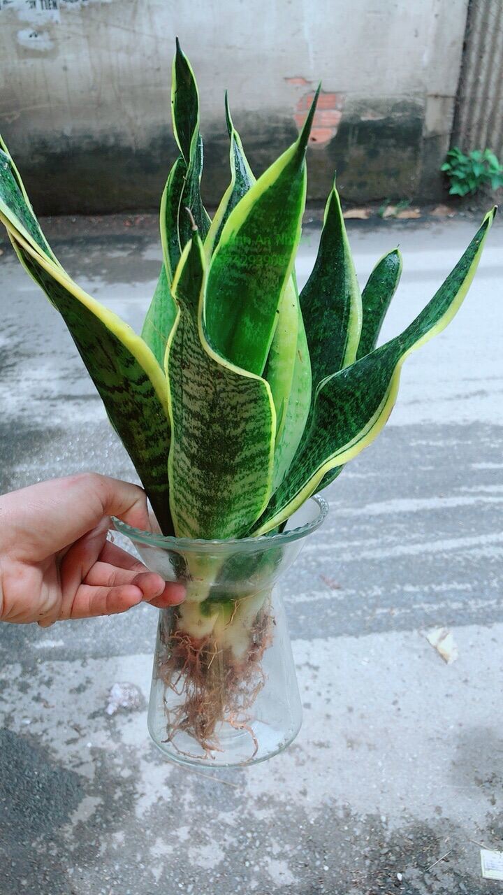Chậu Lưỡi Hổ Thuỷ Sinh
