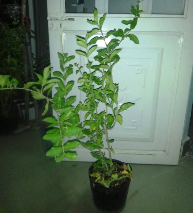 2 Cây sơ ri chiều cao 50-60cm