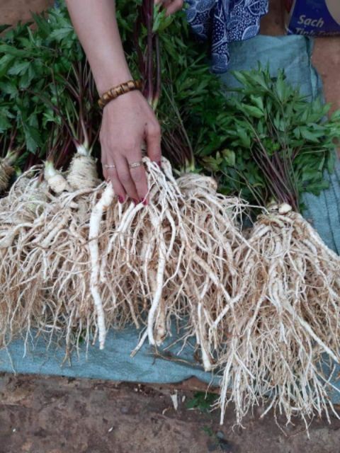 Sâm Đương Quy Khô 1kg