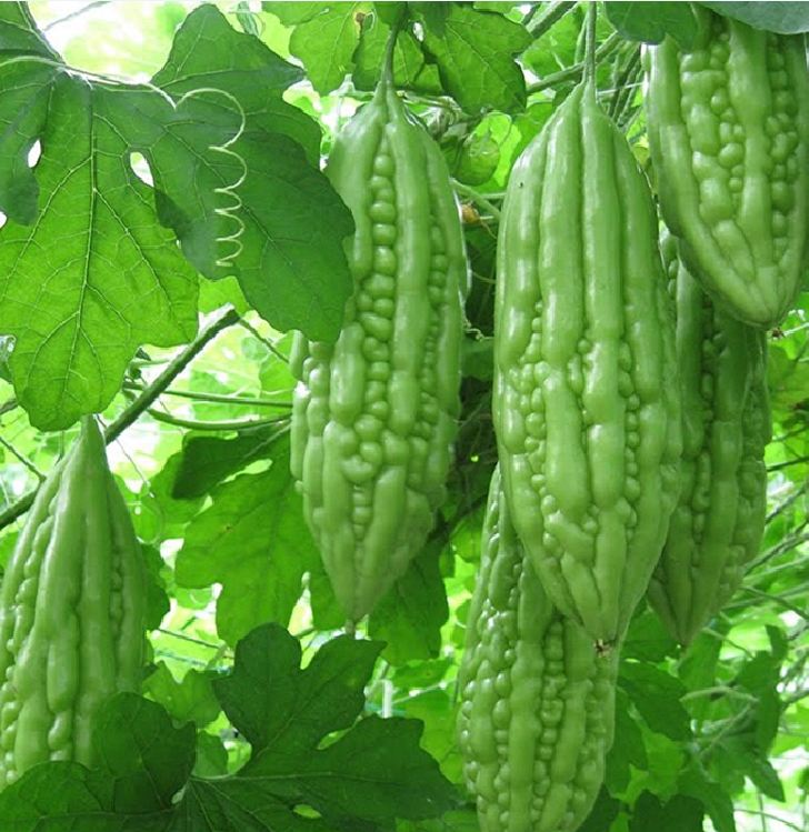 Hạt giống khổ qua mỡ ta - Gói 10 Hạt