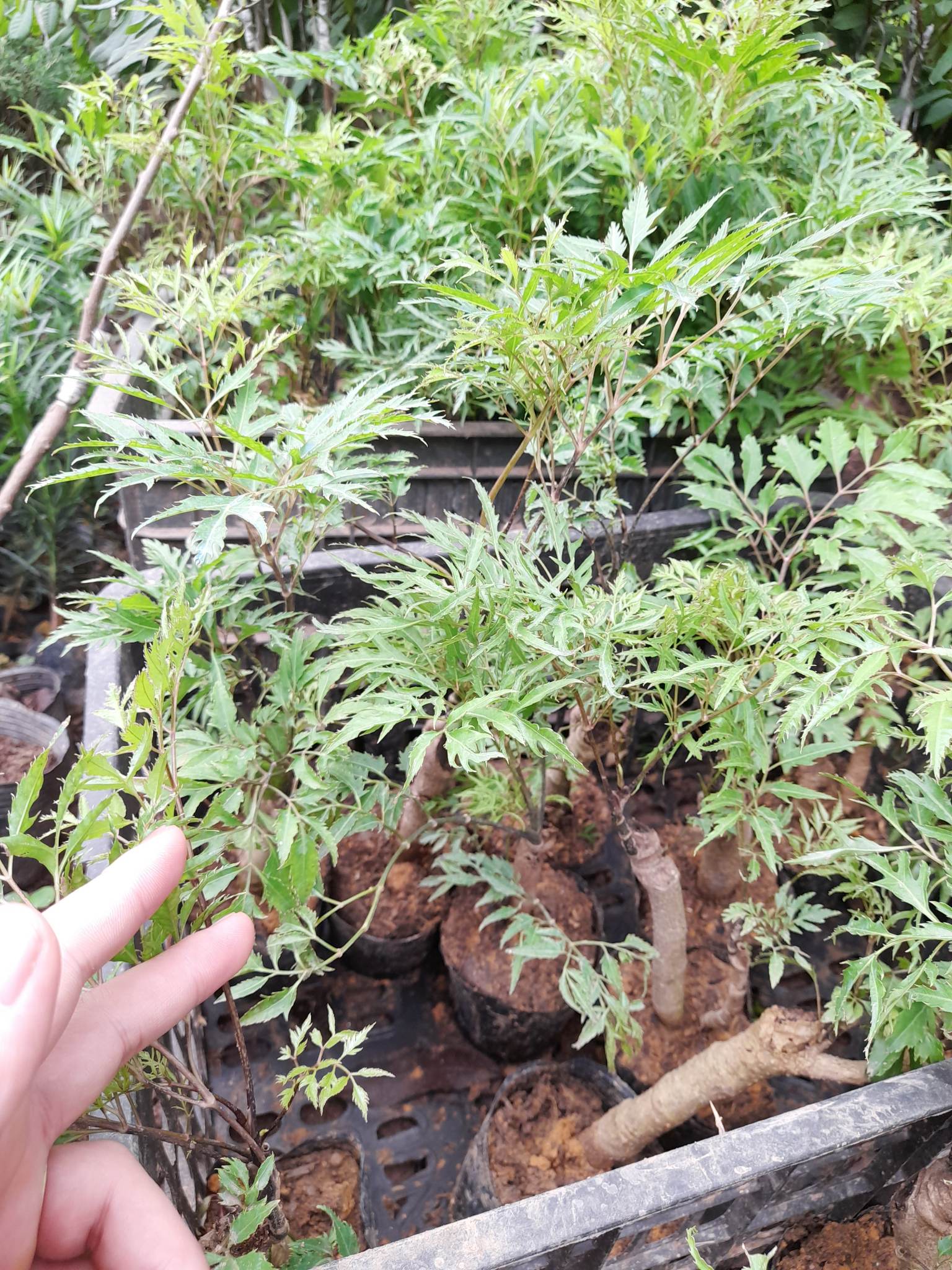 Cây Đinh Lăng Gốc To Khỏe+Tặng kèm phân bón
